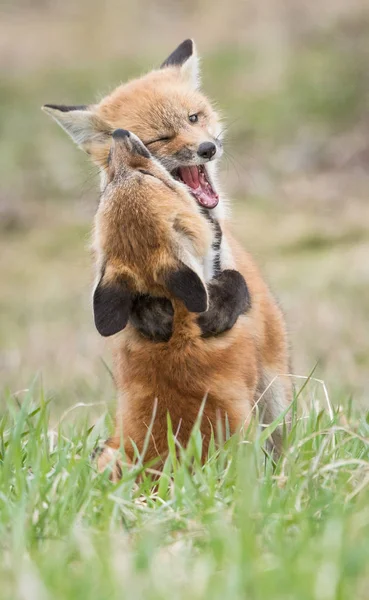 Fox Kits Animals Nature Fauna — Stock Photo, Image
