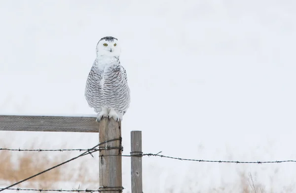 Uggla Vilt Tillstånd Djur Natur Fauna — Stockfoto