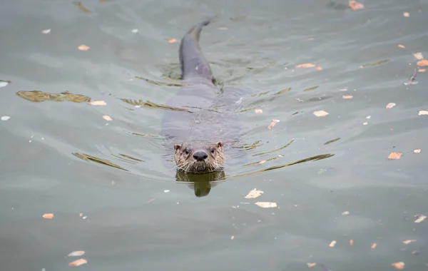 River Otter Dans Nature Animal Nature Faune — Photo