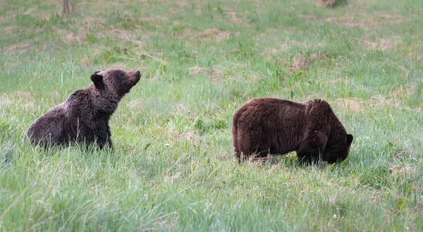 Medvědi Grizzly Divočině Zvířata Příroda Fauna — Stock fotografie