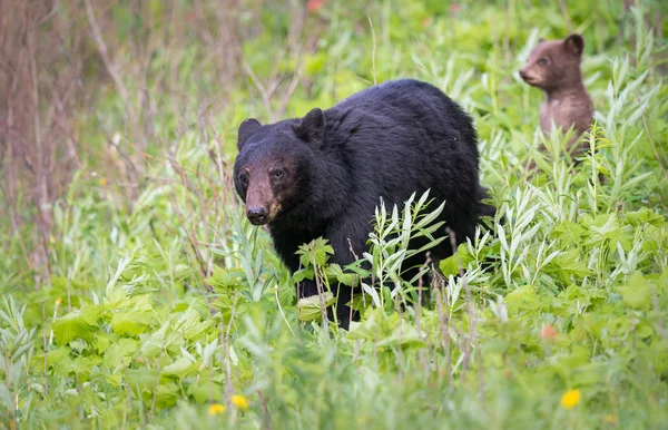 Osos Negros Salvajes Animales Naturaleza Fauna — Foto de Stock