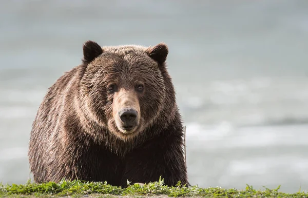 Wild Grizzly Bear Animal Nature Fauna — Stock Photo, Image