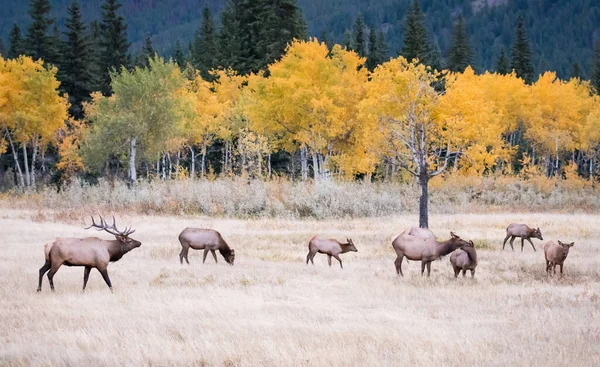 Les Wapitis Sauvages Les Animaux Nature Faune — Photo