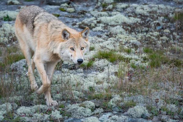 Lobo Oriental Estado Salvaje Animal Naturaleza Fauna —  Fotos de Stock