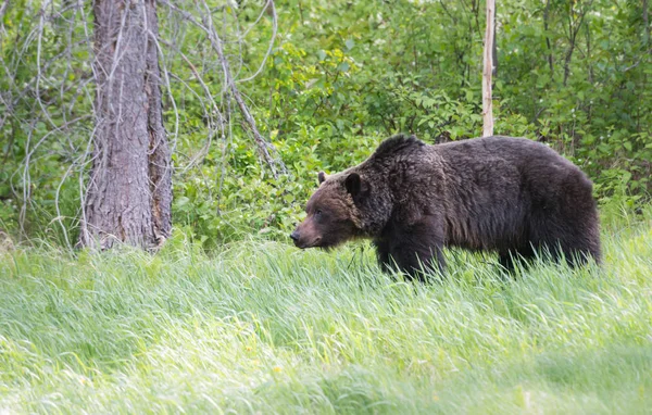 Άγρια Αρκούδα Γκρίζλι Ζώο Φύση Πανίδα — Φωτογραφία Αρχείου