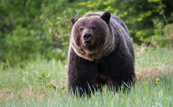 Vahşi Boz Ayı Hayvan Doğa Fauna — Stok fotoğraf