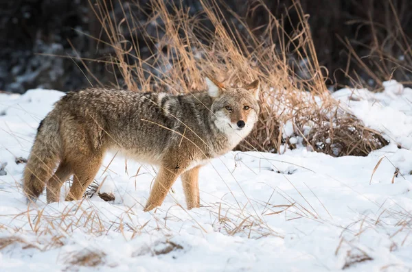 Coyote Sauvage Animal Nature Faune — Photo