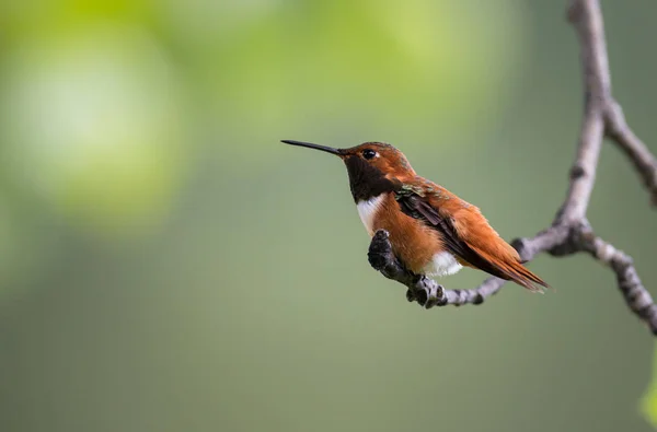 Colibrí Salvaje Pájaro Naturaleza Fauna —  Fotos de Stock