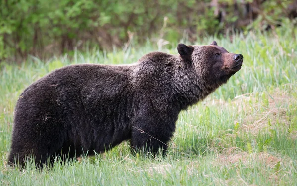 Vild Grizzlybjörn Djur Natur Fauna — Stockfoto