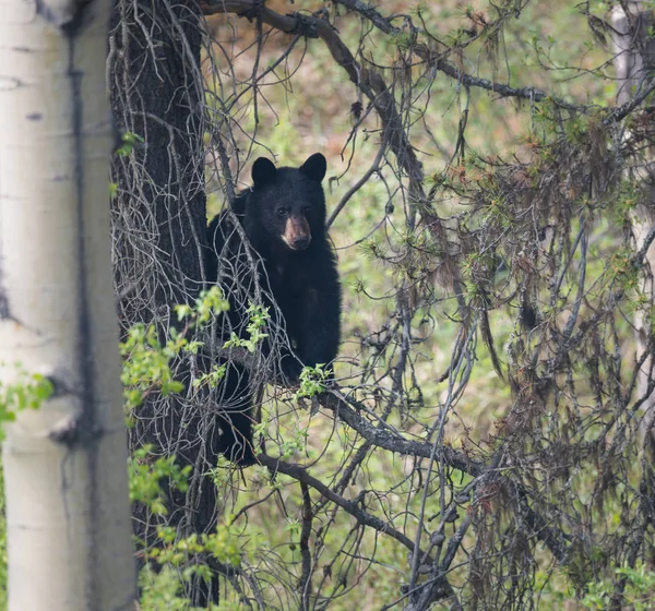 Orso Nero Natura Animale Natura Fauna — Foto Stock