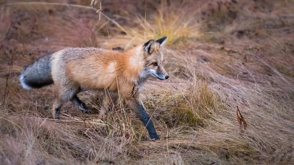 Zorro Rojo Salvaje Animal Naturaleza Fauna — Foto de Stock