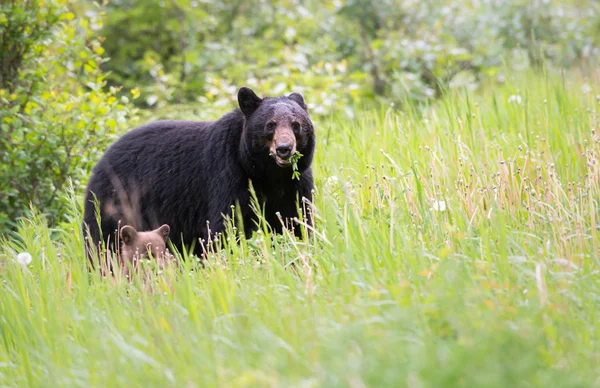 Oso Negro Estado Salvaje Animal Naturaleza Fauna — Foto de Stock