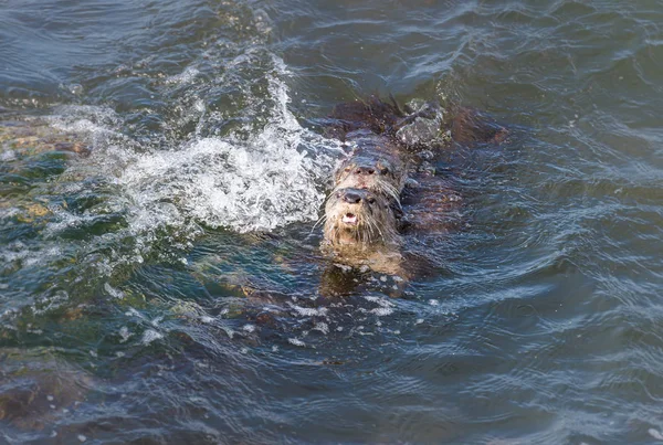 River Otters Wild Animals Nature Faune — Photo