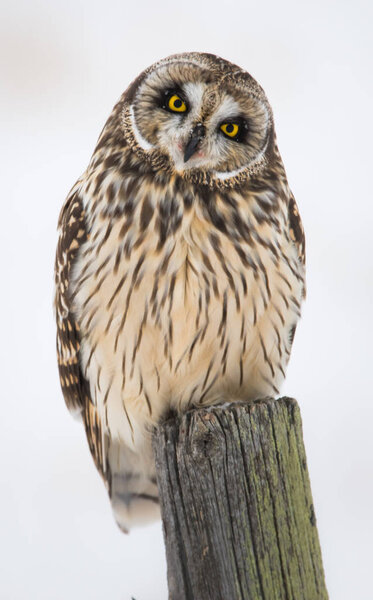 Owl in wild, animal. Nature, fauna
