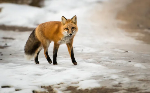 Raposa Vermelha Estado Selvagem Natureza Fauna — Fotografia de Stock