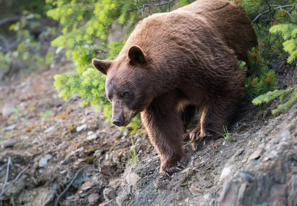 Urso Estado Selvagem Animal Natureza Fauna — Fotografia de Stock