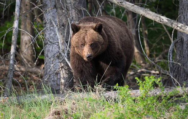 Divoký Medvěd Grizzly Zvíře Příroda Fauna — Stock fotografie