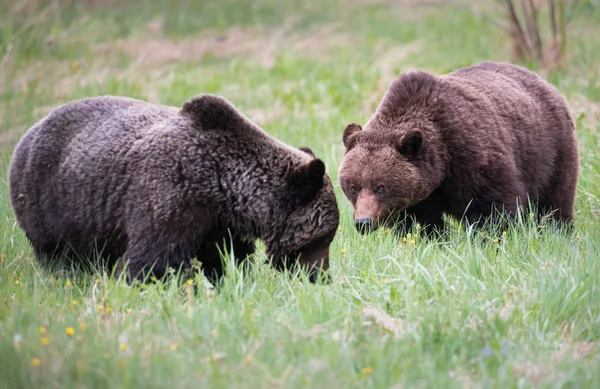 Grizzlis Sauvages Animaux Nature Faune — Photo