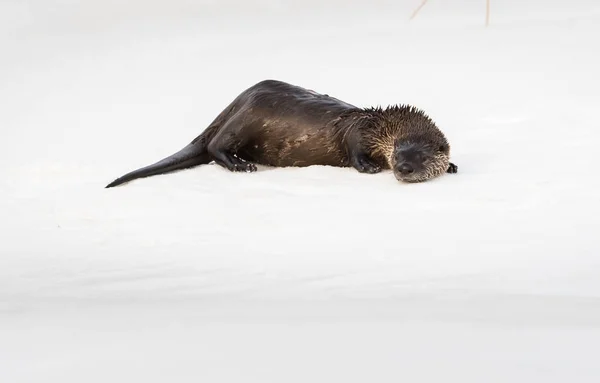 Wild River Otter Animal Natureza Fauna — Fotografia de Stock