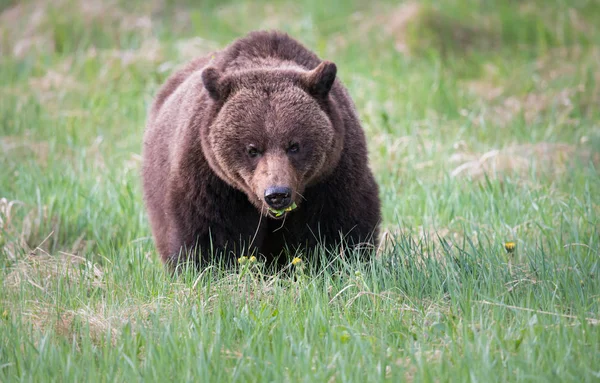 Divoký Medvěd Grizzly Zvíře Příroda Fauna — Stock fotografie