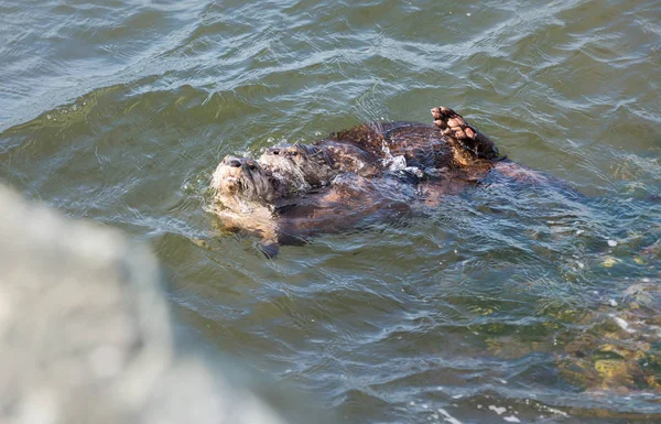 Las Nutrias Del Río Estado Salvaje Animales Naturaleza Fauna — Foto de Stock