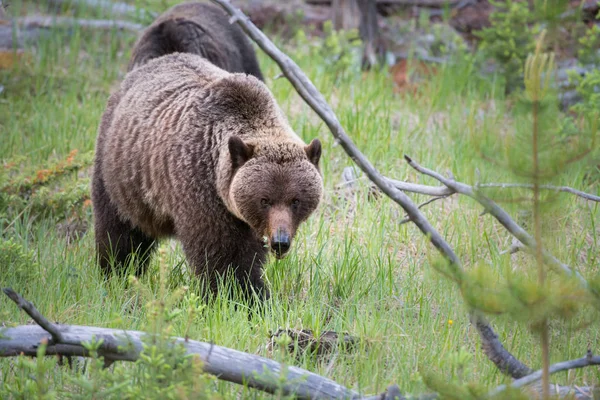 Urso Pardo Estado Selvagem Animal Natureza Fauna — Fotografia de Stock