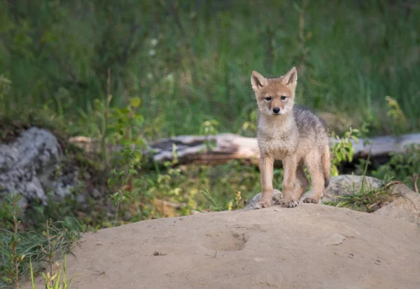 stock image Coyote pup in wild, animal. Nature, fauna