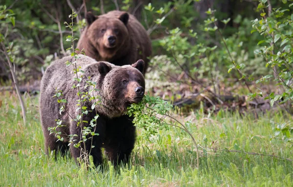 Grizzlys Freier Wildbahn Tiere Natur Fauna — Stockfoto