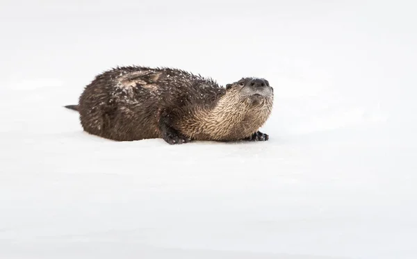 River Otter Wild Animal Nature Fauna — Stock Photo, Image