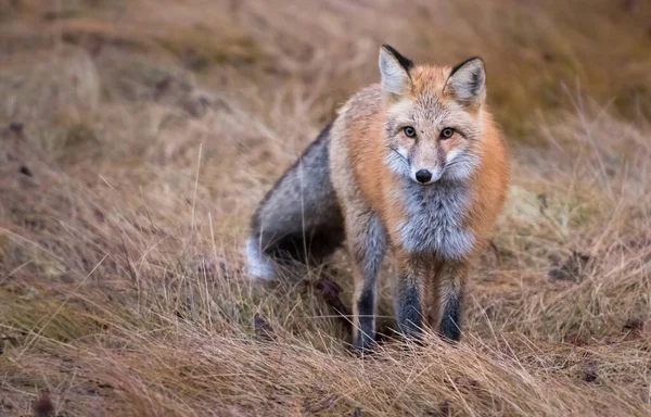 wild red fox, animal. Nature, fauna