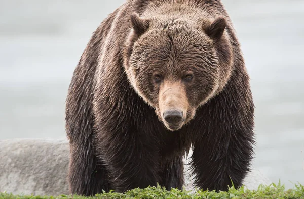 Urso Pardo Selvagem Animal Natureza Fauna — Fotografia de Stock