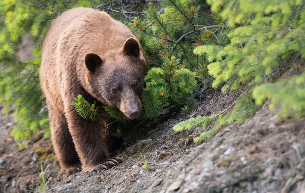 Urso Estado Selvagem Animal Natureza Fauna — Fotografia de Stock