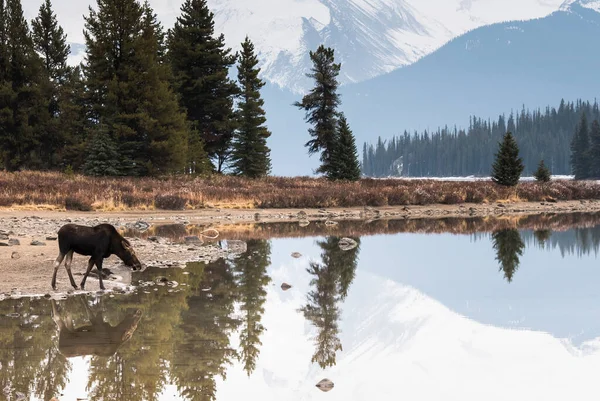 Alce Selvatico Animale Natura Fauna — Foto Stock