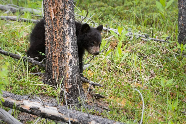 Vahşi Doğada Kara Ayı Hayvan Doğa Fauna — Stok fotoğraf