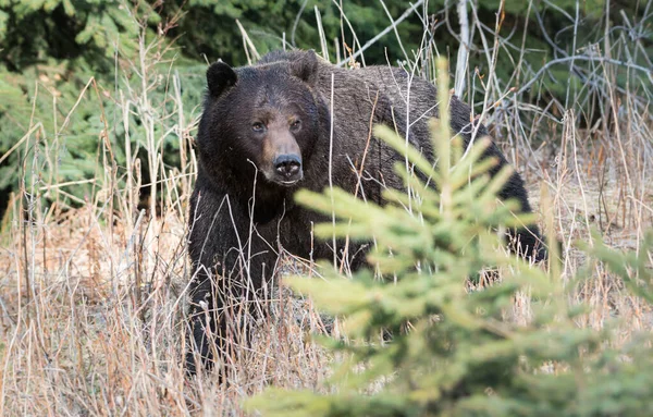 Vild Grizzlybjörn Djur Natur Fauna — Stockfoto