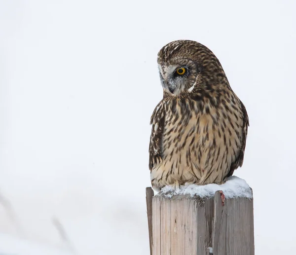 Sowa Dziczy Ptaszyno Natura Fauna — Zdjęcie stockowe