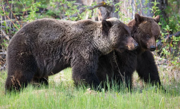 Grizzly Beren Het Wild Dieren Natuur Fauna — Stockfoto