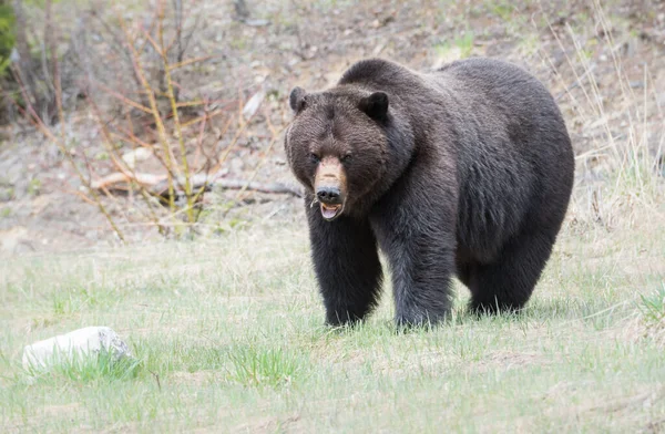 Divoký Medvěd Grizzly Zvíře Příroda Fauna — Stock fotografie