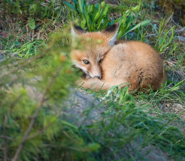Renard Roux Sauvage Animal Nature Faune — Photo
