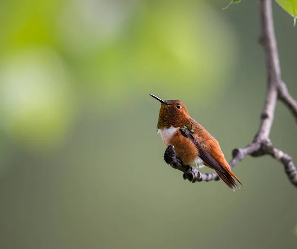 Colibrí Salvaje Pájaro Naturaleza Fauna —  Fotos de Stock