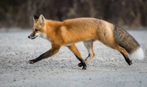 Zorro Rojo Animal Naturaleza Fauna — Foto de Stock