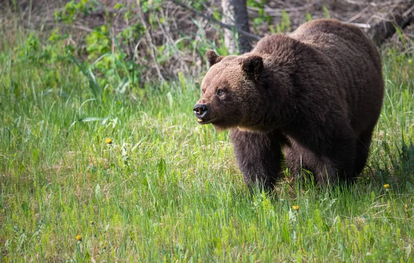 Dziki Niedźwiedź Grizzly Zwierzę Natura Fauna — Zdjęcie stockowe