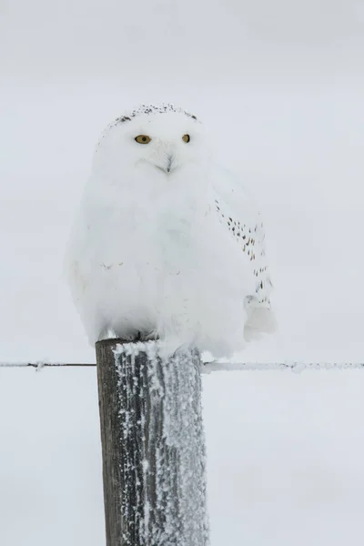 Waldkauz Vogel Natur Fauna — Stockfoto