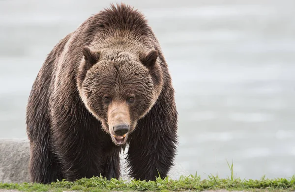 Wilder Grizzlybär Tier Natur Fauna — Stockfoto