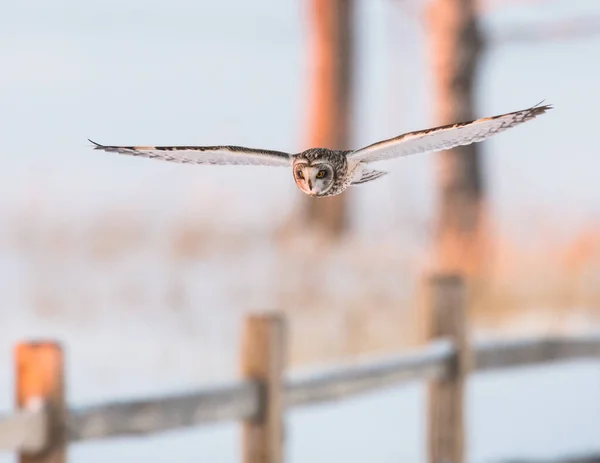 Uggla Vilt Tillstånd Fågel Natur Fauna — Stockfoto