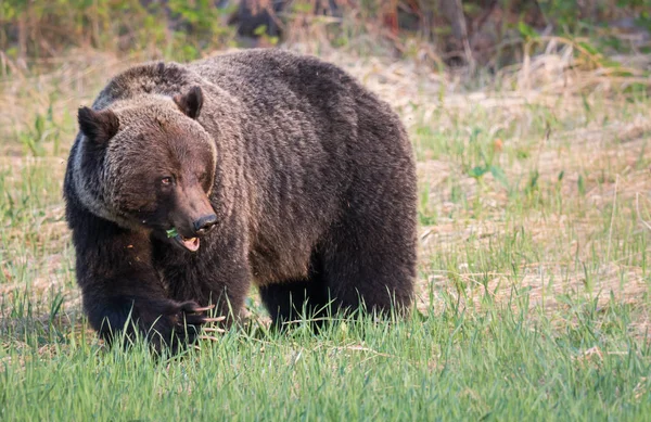 Vahşi Boz Ayı Hayvan Doğa Fauna — Stok fotoğraf