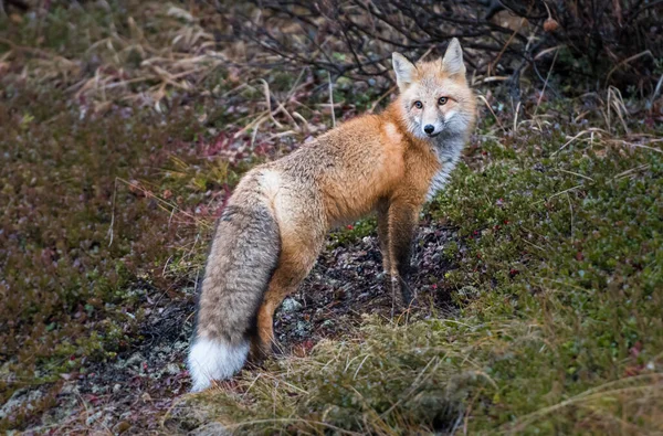 Zorro Rojo Salvaje Animal Naturaleza Fauna — Foto de Stock