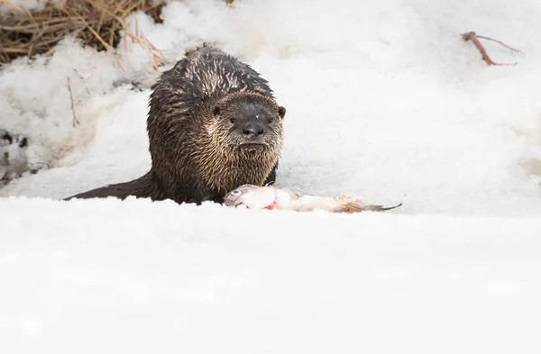 Wild River Otter Animal Nature Fauna — Stock Photo, Image