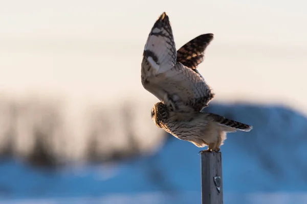 Sowa Dziczy Ptaszyno Natura Fauna — Zdjęcie stockowe