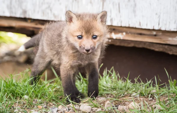 Red Fox Wild Animal Nature Fauna — Stockfoto